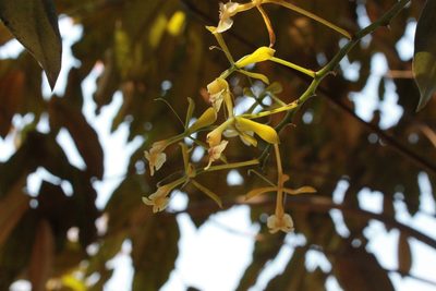 Epidendrum veroscriptum, photographed by Victor De la Cruz