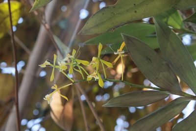Epidendrum veroscriptum, photographed by Victor De la Cruz