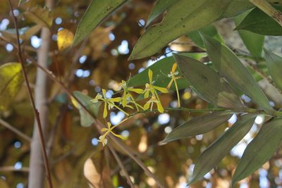 Epidendrum veroscriptum, photographed by Victor De la Cruz