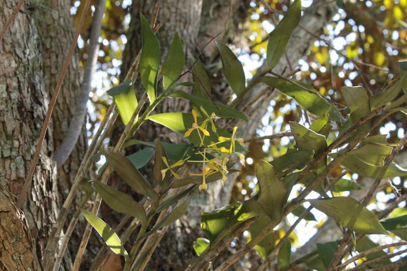 Epidendrum veroscriptum, photographed by Victor De la Cruz