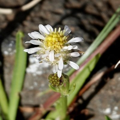 Calotis scapigera, photographed by Max Campbell