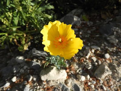 Hunnemannia fumariifolia, photographed by Leticia Jiménez Hernández