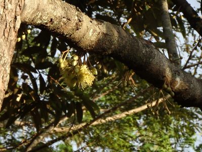 Durio zibethinus, photographed by Samuel Lee