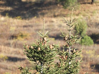 Abies vejarii, photographed by Leticia Jiménez Hernández