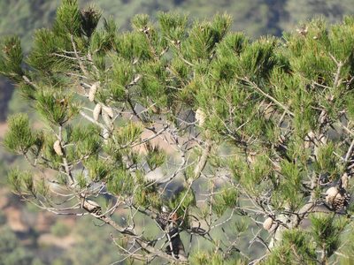 Pinus greggii, photographed by Leticia Jiménez Hernández