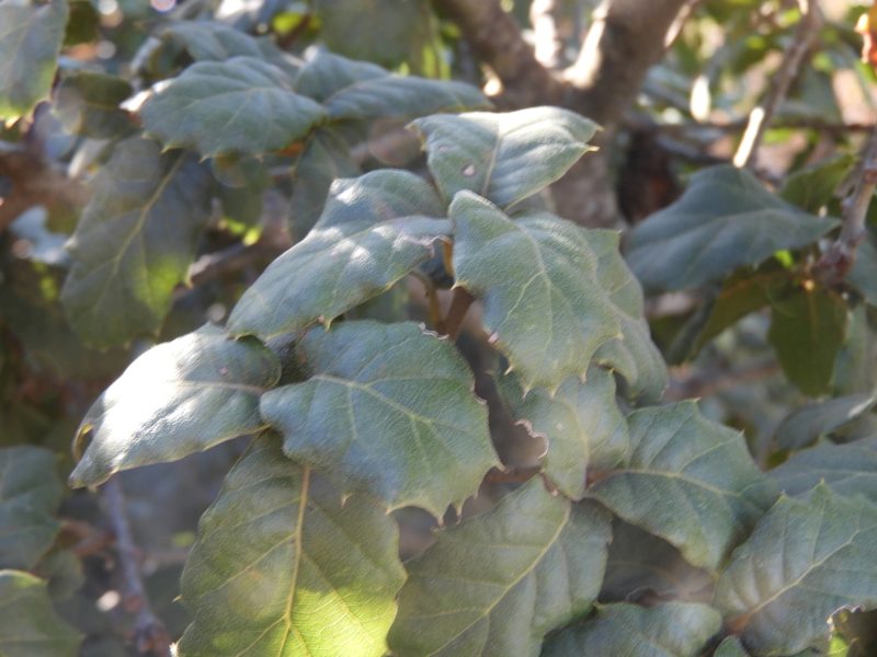 Quercus crassifolia, photographed by Leticia Jiménez Hernández