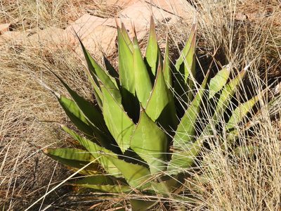 Agave gentryi, photographed by Leticia Jiménez Hernández