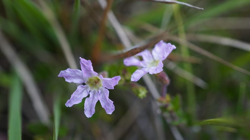 Cuphea ciliata, photographed by Jairo Pinto