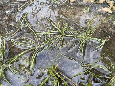 Isoetes butleri, photographed by Noah Yawn