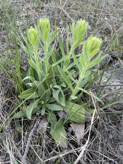 Lithospermum decipiens, photographed by Noah Yawn