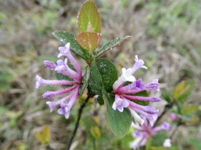 Wikstroemia monnula, photographed by Toby Y
