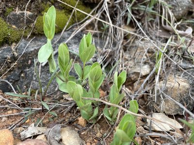 Spigelia alabamensis, photographed by Noah Yawn