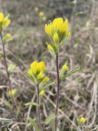 Castilleja kraliana, photographed by Noah Yawn