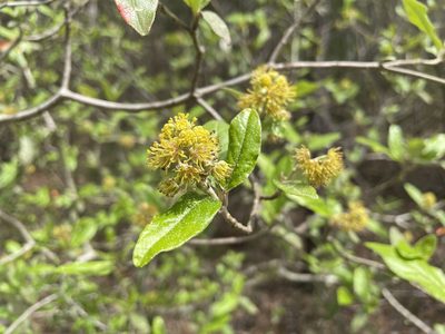 Croton alabamensis, photographed by Noah Yawn