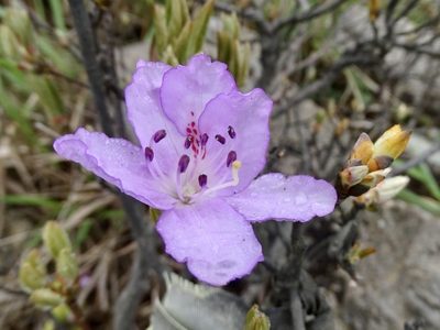 Rhododendron farrerae, photographed by Toby Y