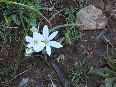 Ornithogalum baeticum, photographed by Aissa Djamel Filali