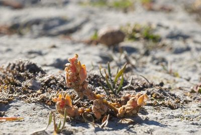Chenopodium detestans, photographed by Jon Sullivan