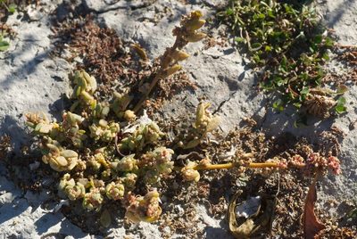 Chenopodium detestans, photographed by Jon Sullivan