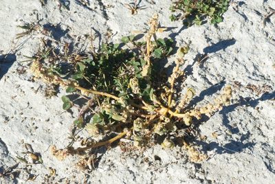 Chenopodium detestans, photographed by Jon Sullivan