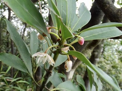 Illicium angustisepalum, photographed by Toby Y