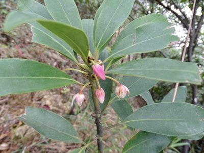 Illicium angustisepalum, photographed by Toby Y
