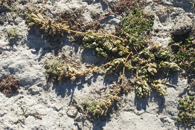 Chenopodium detestans, photographed by Jon Sullivan