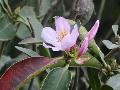 Rhododendron moulmainense, photographed by Toby Y