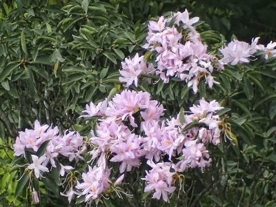 Rhododendron moulmainense, photographed by Toby Y