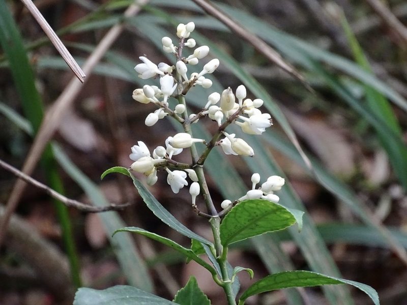Staphylea arguta, photographed by Toby Y