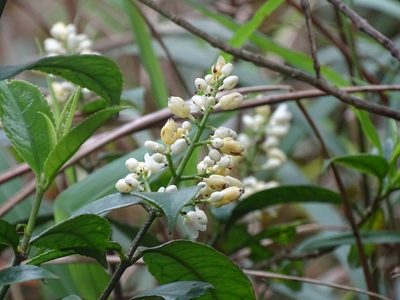 Staphylea arguta, photographed by Toby Y