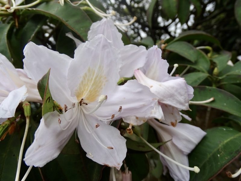 Rhododendron moulmainense, photographed by Toby Y