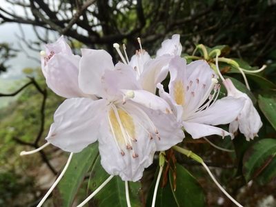 Rhododendron moulmainense, photographed by Toby Y