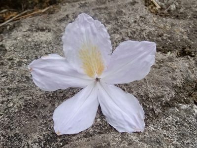 Rhododendron moulmainense, photographed by Toby Y