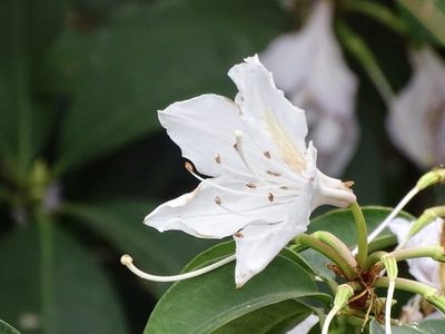 Rhododendron moulmainense, photographed by Toby Y