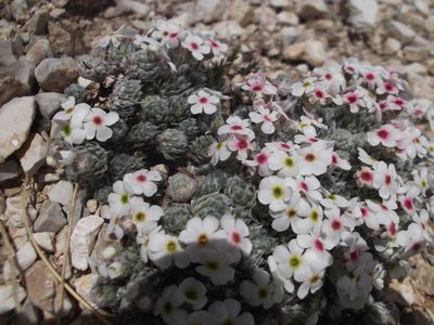 Androsace villosa, photographed by Charlène Selva