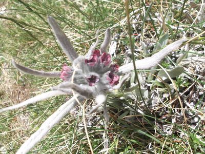 Cynoglossum magellense, photographed by Charlène Selva
