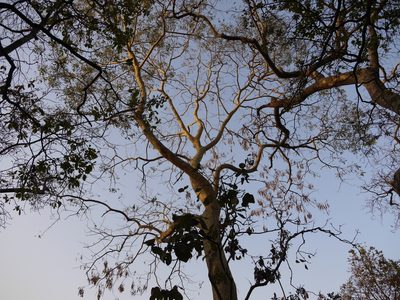 Albizia procera, photographed by Dinesh Valke