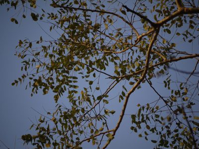 Albizia procera, photographed by Dinesh Valke