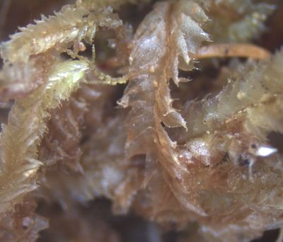 Cryptolophocolea mitteniana, photographed by John Steel