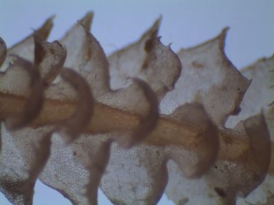 Cryptolophocolea mitteniana, photographed by John Steel