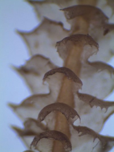 Cryptolophocolea mitteniana, photographed by John Steel