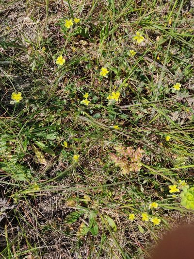 Helianthemum salicifolium, photographed by Davide Puddu