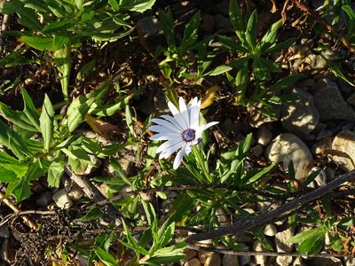 Osteospermum ecklonis, photographed by Shaun Swanepoel