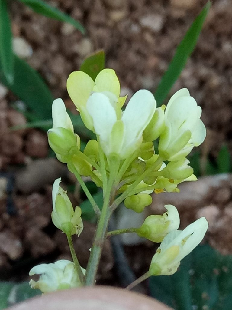 Biscutella raphanifolia, photographed by Karim Haddad