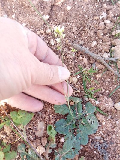 Biscutella raphanifolia, photographed by Karim Haddad