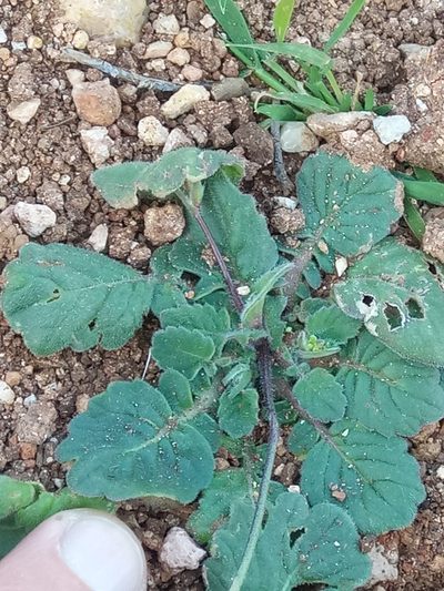 Biscutella raphanifolia, photographed by Karim Haddad