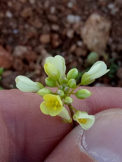 Biscutella raphanifolia, photographed by Karim Haddad