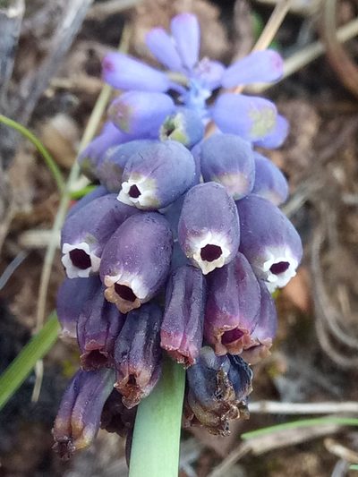 Muscari baeticum, photographed by Karim Haddad