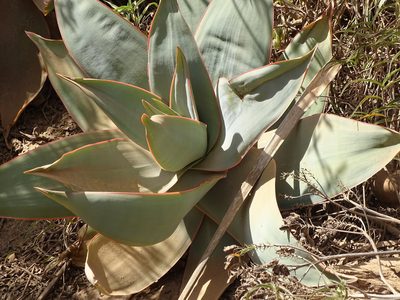 Aloe striata, photographed by Shaun Swanepoel