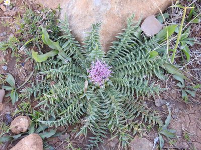 Carthamus carduncellus, photographed by Aissa Djamel Filali